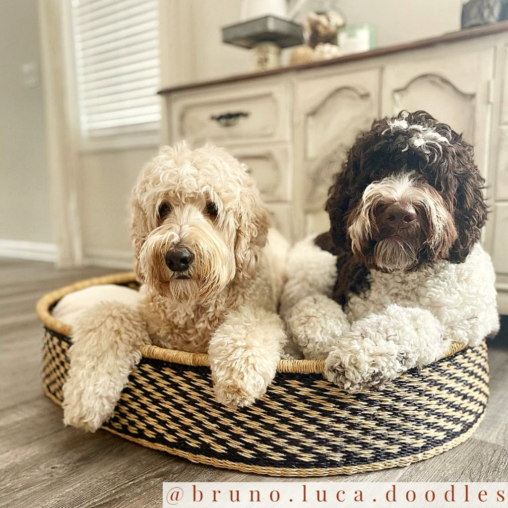 Design Dua "Brothers" Dog Bed