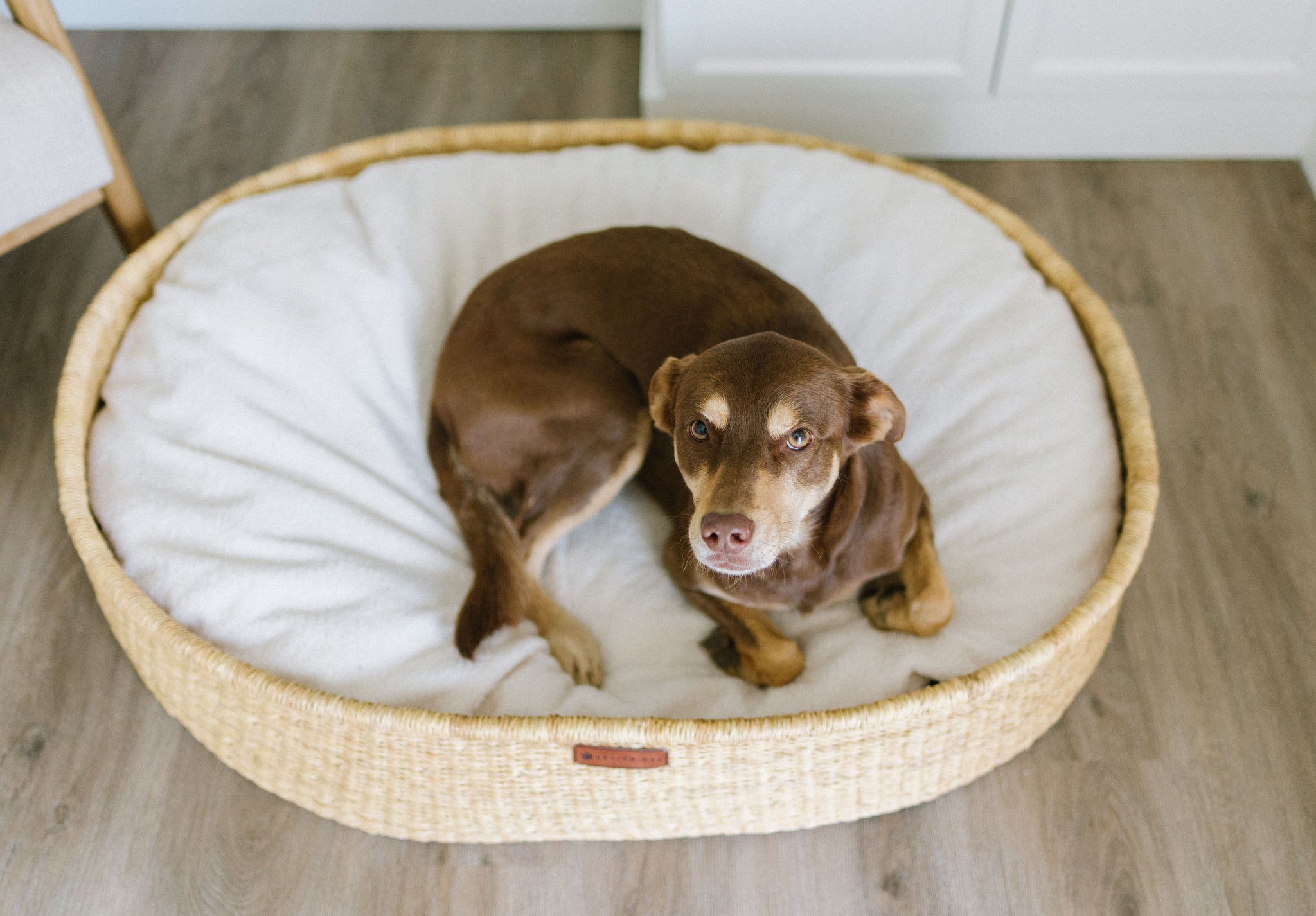 Design Dua "Brothers" Dog Bed – Design1