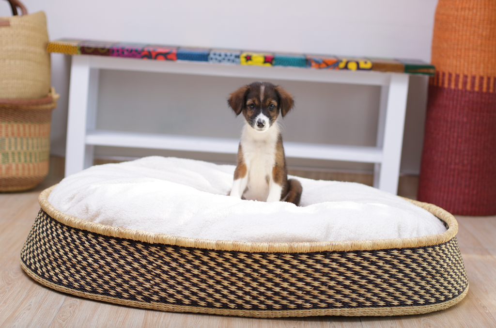 Design Dua "Brothers" Dog Bed